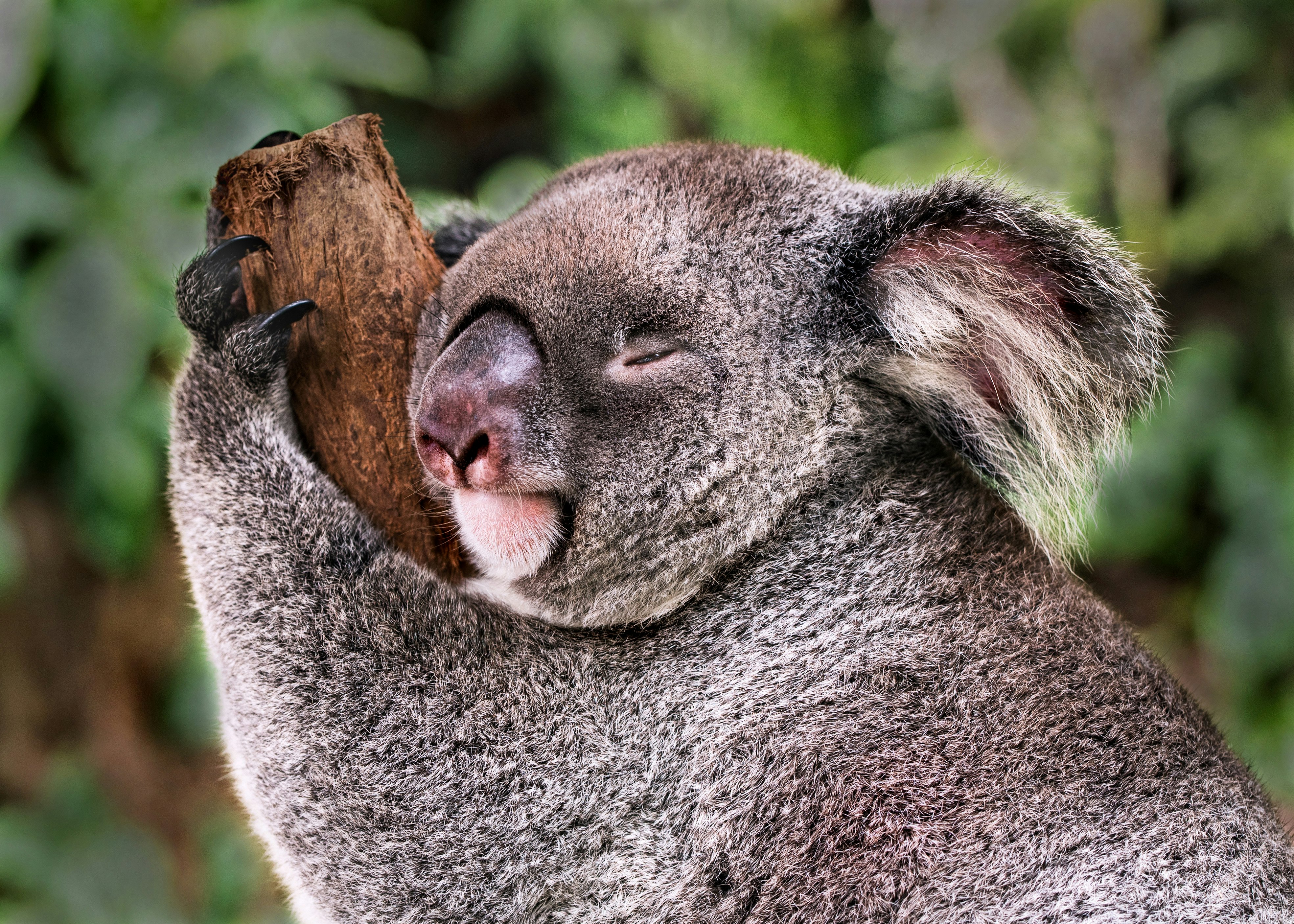 Koala bear clinging on tree branch